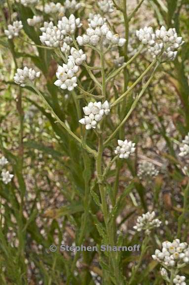 pseudognaphalium californicum 3 graphic